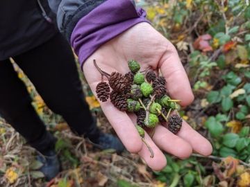 Chaloupky - sběr přírodnin