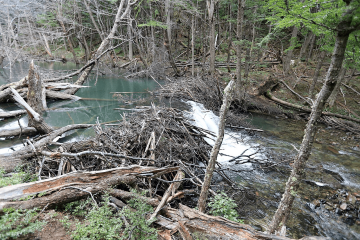 Zdroj: Bobří hráz (Martin Cígler, Wikimedia Commons)