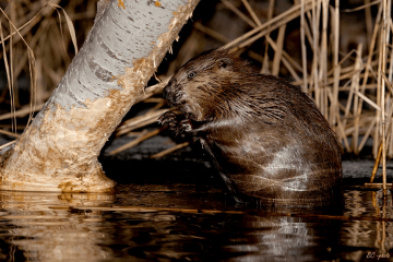 Zdroj: Bobr, Jakubov, Slovensko (Bohuš Číčel, Wikimedia Commons)