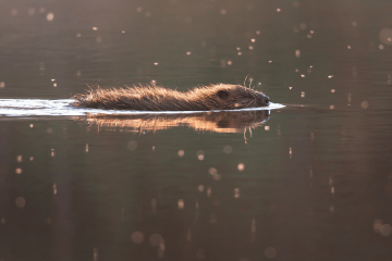 Zdroj: Bobr - škůdce nebo pomocník? (AOPK ČR 2023, Youtube).