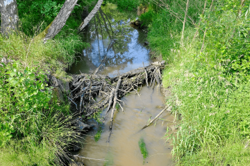 Bobří hráz na potoku Sázek, okres Cheb (Lubor Ferenc, Wikimendia Commons)