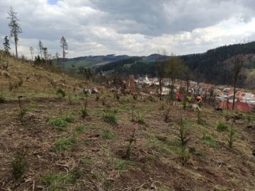 Školní les - Chaloupky